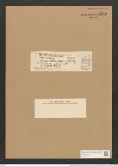 Berkeleya rutilans var. viridis (Kuetz.) Grun. (de-Toni-Nr.: Genus 21, Species 1218) Zeichnungen Sammlung Grunow Nr. 2359 (NHMW-BOT-W0369492)